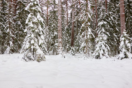 Pathway through the snow-covered evergreen forest. Blizzard. Pine and spruce tree trunks, frosty branches. atmospheric landscape. winter wonderland. Nature, climate change, seasons, Christmas themesの写真素材