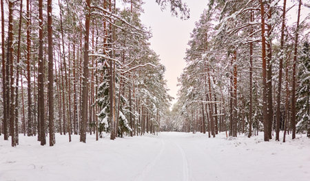 Pathway through the snow-covered evergreen forest. Blizzard. Pine and spruce tree trunks, frosty branches. atmospheric landscape. winter wonderland. Nature, climate change, seasons, Christmas themesの写真素材