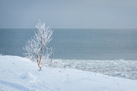A view from the frozen snow-covered Baltic sea shore. Lonely tree or bush. cloudy day. Snow, frost, cracked ice. Fickle weather, blizzard. Winter, global warming, climate change, ecology themeの写真素材