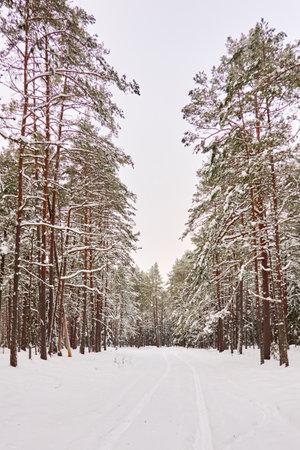 Pathway through the snow-covered evergreen forest. Blizzard. Pine and spruce tree trunks, frosty branches. atmospheric landscape. winter wonderland. Nature, climate change, seasons, Christmas themesの写真素材