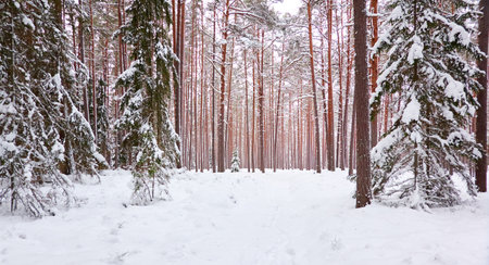 Pathway through the snow-covered evergreen forest. Blizzard. Pine and spruce tree trunks, frosty branches. atmospheric landscape. winter wonderland. Nature, climate change, seasons, Christmas themesの写真素材