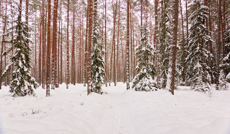 Pathway through the snow-covered evergreen forest. Blizzard. Pine and spruce tree trunks, frosty branches. atmospheric landscape. winter wonderland. Nature, climate change, seasons, Christmas themesの写真素材