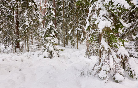 Pathway through the snow-covered evergreen forest. Blizzard. Pine and spruce tree trunks, frosty branches. atmospheric landscape. winter wonderland. Nature, climate change, seasons, Christmas themesの写真素材