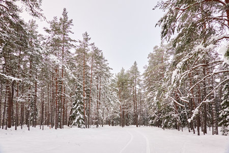 Pathway through the snow-covered evergreen forest. Blizzard. Pine and spruce tree trunks, frosty branches. atmospheric landscape. winter wonderland. Nature, climate change, seasons, Christmas themesの写真素材
