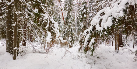 Pathway through the snow-covered evergreen forest. Blizzard. Pine and spruce tree trunks, frosty branches. atmospheric landscape. winter wonderland. Nature, climate change, seasons, Christmas themesの写真素材