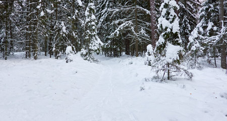 Pathway through the snow-covered evergreen forest. Blizzard. Pine and spruce tree trunks, frosty branches. atmospheric landscape. winter wonderland. Nature, climate change, seasons, Christmas themesの写真素材