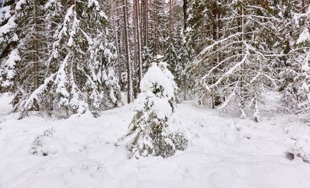 Pathway through the snow-covered evergreen forest. Blizzard. Pine and spruce tree trunks, frosty branches. atmospheric landscape. winter wonderland. Nature, climate change, seasons, Christmas themesの写真素材