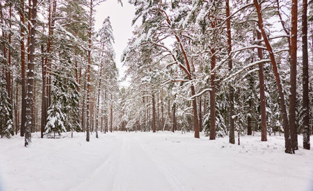 Pathway through the snow-covered evergreen forest. Blizzard. Pine and spruce tree trunks, frosty branches. atmospheric landscape. winter wonderland. Nature, climate change, seasons, Christmas themesの写真素材
