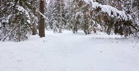 Pathway through the snow-covered evergreen forest. Blizzard. Pine and spruce tree trunks, frosty branches. atmospheric landscape. winter wonderland. Nature, climate change, seasons, Christmas themesの写真素材