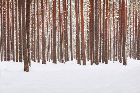 Snow-covered evergreen tree forest. Blizzard. Mighty pine and spruce trees. atmospheric landscape. Idyllic rural scene. winter wonderland. panoramic scenery. Pure nature, fresh air, ecotourismの写真素材