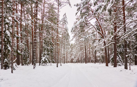 Pathway through the snow-covered evergreen forest. Blizzard. Pine and spruce tree trunks, frosty branches. atmospheric landscape. winter wonderland. Nature, climate change, seasons, Christmas themesの写真素材