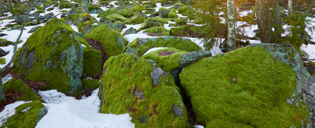 Ancient stones covered with snow, plants, moss, lichen, dry autumn leaves. Evergreen pine forest in Finland. winter landscape. Finnish nature, environment, ecosystems, cold weather, seasons themesの写真素材
