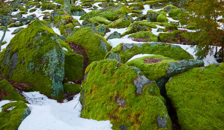 Ancient stones covered with snow, plants, moss, lichen, dry autumn leaves. Evergreen pine forest in Finland. winter landscape. Finnish nature, environment, ecosystems, cold weather, seasons themesの写真素材