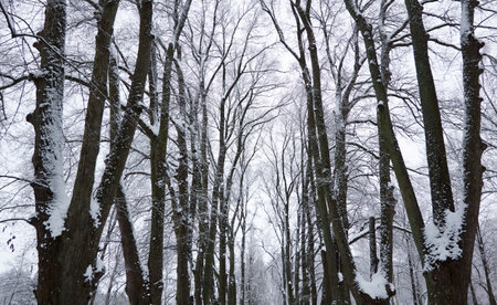 Tall trees after a blizzard. Snow, gloomy weather, cloudy day. Snow-covered alley in a city public park. winter landscape. low angle view. Nature, cold weather, christmas vacation conceptsの写真素材