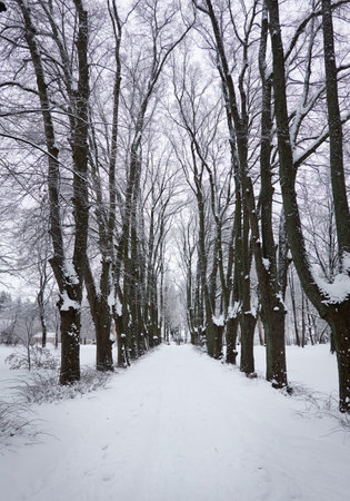 Tall trees after a blizzard. Snow, gloomy weather, cloudy day. Snow-covered alley in a city public park. winter landscape. low angle view. Nature, cold weather, christmas vacation conceptsの写真素材