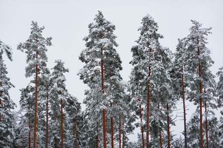 Mighty evergreen pine trees covered with snow and hoarfrost after a blizzard. Gloomy weather. forest landscape. winter wonderland. Christmas, ecotourism, seasons, nature, landscapeの写真素材