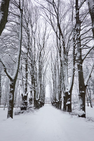 Tall trees after a blizzard. Snow, gloomy weather, cloudy day. Snow-covered alley in a city public park. winter landscape. low angle view. Nature, cold weather, christmas vacation conceptsの写真素材