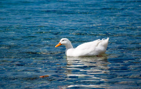 A white domestic duck floating on the blue seaの写真素材