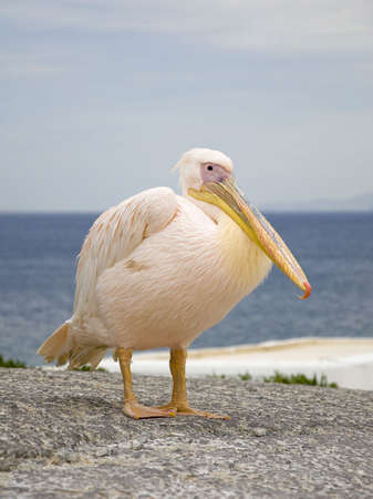 White Pelican in the background of the sea and cloudsの写真素材