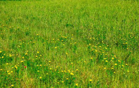 Meadow with green grass and wildflowers. Background.の写真素材