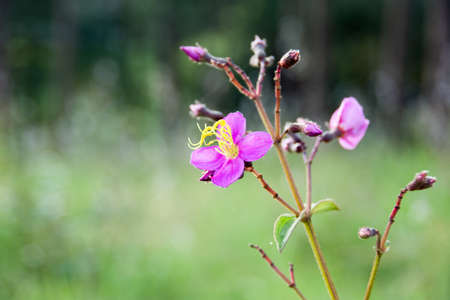 Flower at Phu soi dao in Thailandの写真素材