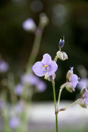 Flower at Phu soi dao in Thailandの写真素材