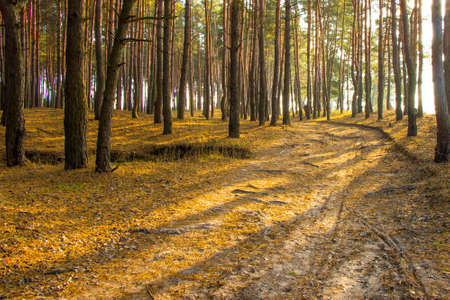 Path in the autumn wood to the sunの写真素材