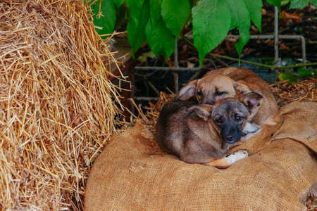 Sleeping yawn puppies dogs on hayの写真素材