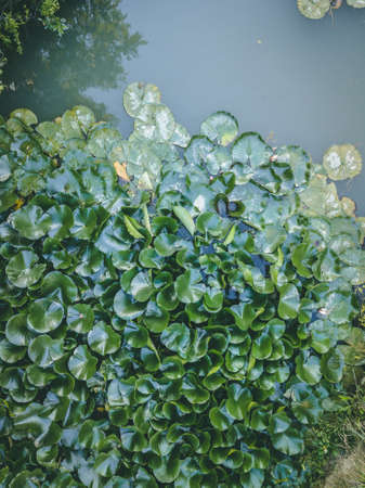 Aerial look of the lake with water plants like lily and lotusの写真素材