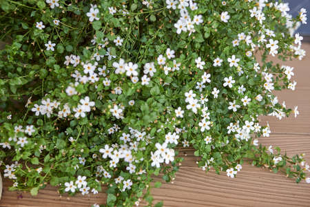 White bacopa flowers in flowerpot