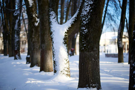 Trunks of trees in the park on a winter day, on the snowの写真素材