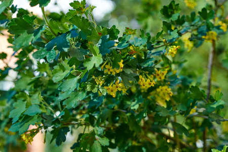 Ribes aureum, small yellow inflorescences, strewn with thin branches of the bush. Blurred defocused background, bokehの写真素材