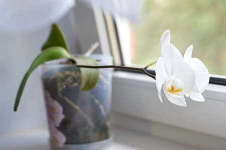 White orchid in flower pot on white plastic windowsillの写真素材