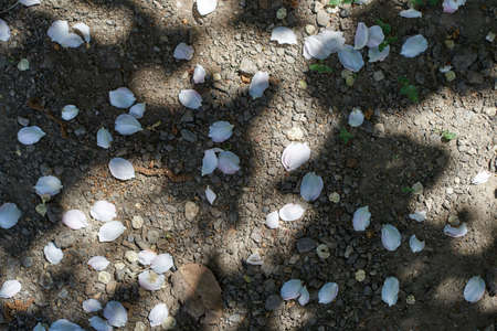 Background of lying on the ground cherry petals, elm seeds, pebbles, grass sprouts. Alternating sunspots and shadows.の写真素材