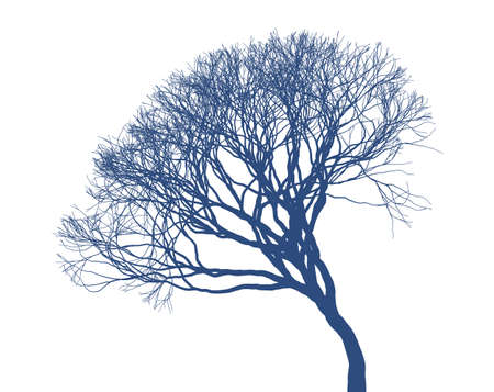 Naked tree silhouette on white background. Fine detailed realistic illustration. Isolated design...