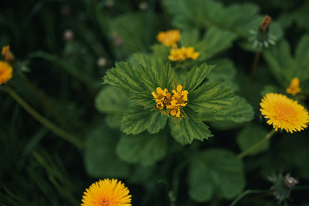 Beautiful yellow flowers grow in the garden. Blurred background. Selective focus. Bokeh