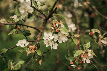 beautiful apple tree in full bloom in spring. Blurred background. Selective focus. Bokehの写真素材