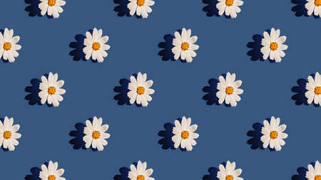 Abstract floral aesthetic background. Colorful chamomile flower buds on blue background. beautiful flowers template. Seamless floral pattern with white flowers, minimal print for card or wrapping paperの写真素材