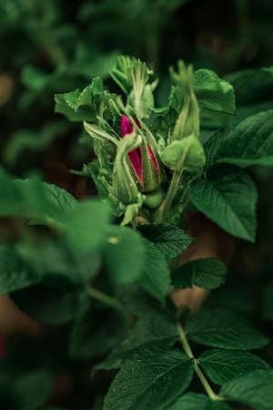 Bright pink wild rose bud on green background. Green leaves low key dark tone nature background. Picture of wild pink rose in natureの写真素材