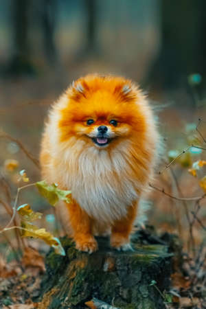 beautiful happy and healthy miniature spitz sitting in the grass while playing outdoors. Vivid ginger dog close up. Selective focus and noise. Shallow depth of field on the dogの写真素材