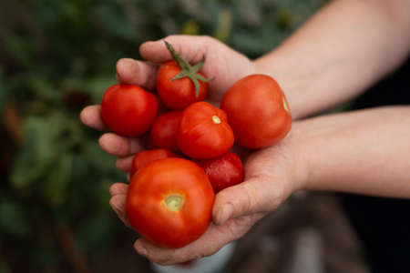 Ripe tomatoes, tomatoes in the hands of a female farmer, harvesting. Ecological and organic cultivation. Selective focus and noise. Shallow depth of field on the tomatoesの写真素材