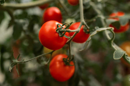 tomatoes on a branch in an ecological greenhouse. ecological cultivation. Food, vegetables, agriculture. Selective focus and noise. Shallow depth of field on the tomatoesの写真素材