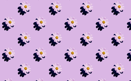 Colorful chamomile flower buds on magenta background. beautiful flowers template. Seamless floral...