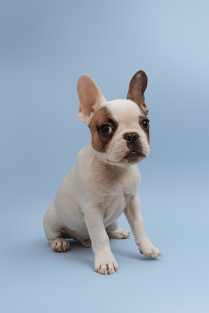 Studio shot of a lovely French Bulldog looking at the camera and sitting on blue background. French Bulldog puppy 3 months oldの写真素材