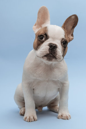 Studio shot of an adorable French bulldog sitting on blue background. French Bulldog puppy 3 months old. beautiful french bulldog dogの写真素材
