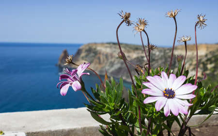 lilac flower close-up on a background of sky, sea and mountainsの写真素材