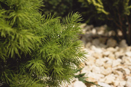 Christmas tree branch close-up
