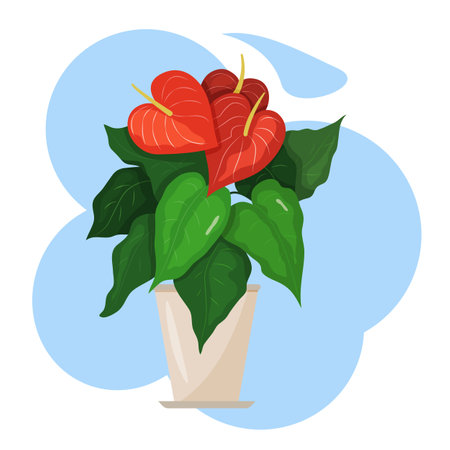 A beautiful picture of a houseplant. Anthurium. Colorful vector image.のイラスト素材