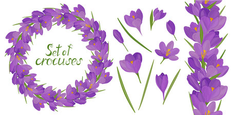 Round frame with beautiful lilac crocuses. Vector set of flower elements. Colorful image.のイラスト素材