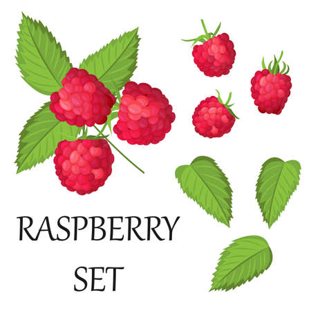 Vector set of ripe raspberries, isolated on a white background. Beautiful juicy berries. Kitchen utensils design element.のイラスト素材